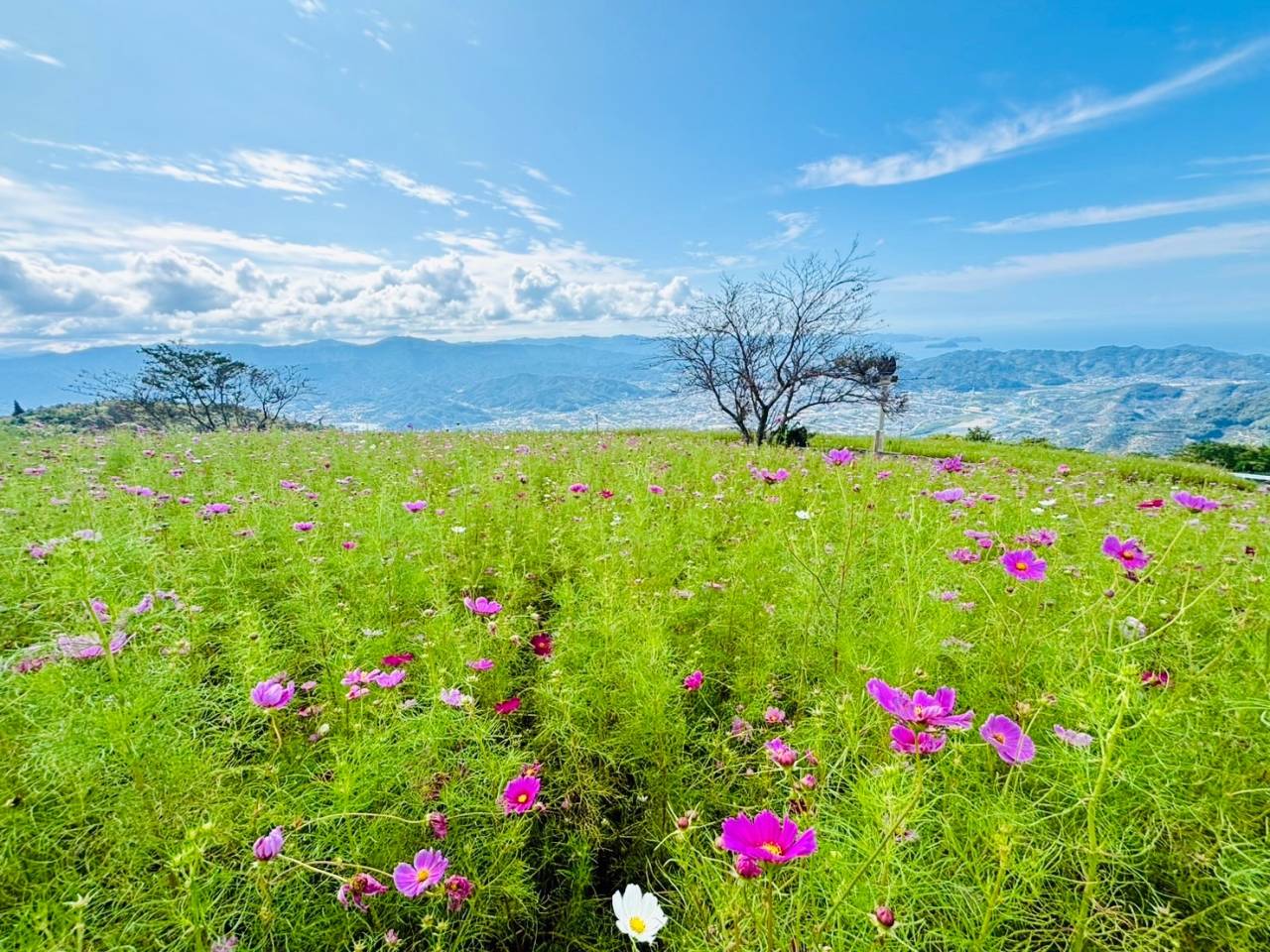 【イベント情報】第2弾!コスモスパーク🌸でみかんジュース販売会|株式会社みかんの会 和歌山有田のみかんジュース通販