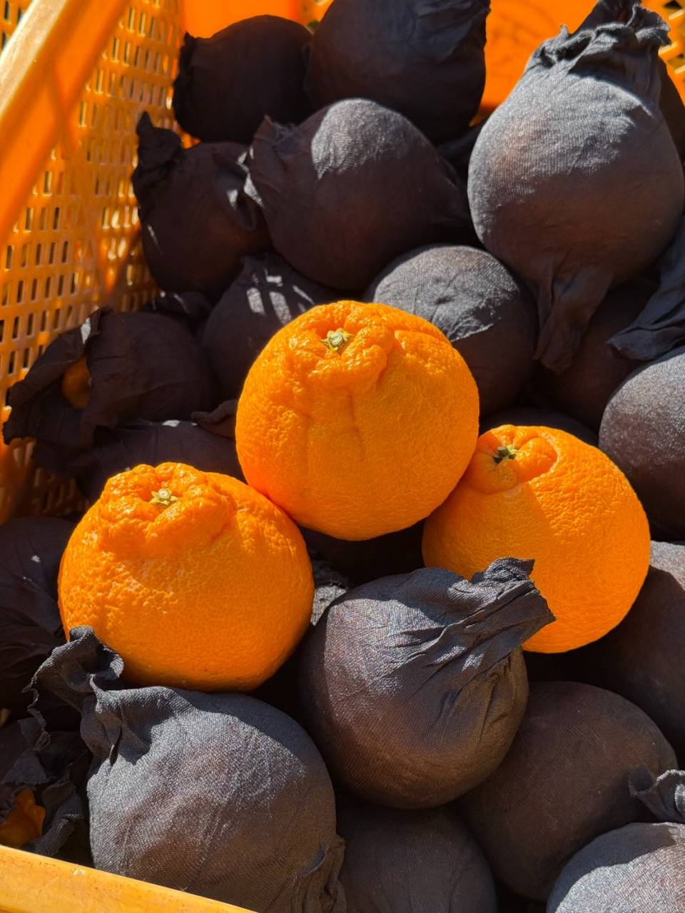 有田の畑で、不知火の収穫が始まりました🍊|みかんの会 和歌山有田の不知火
