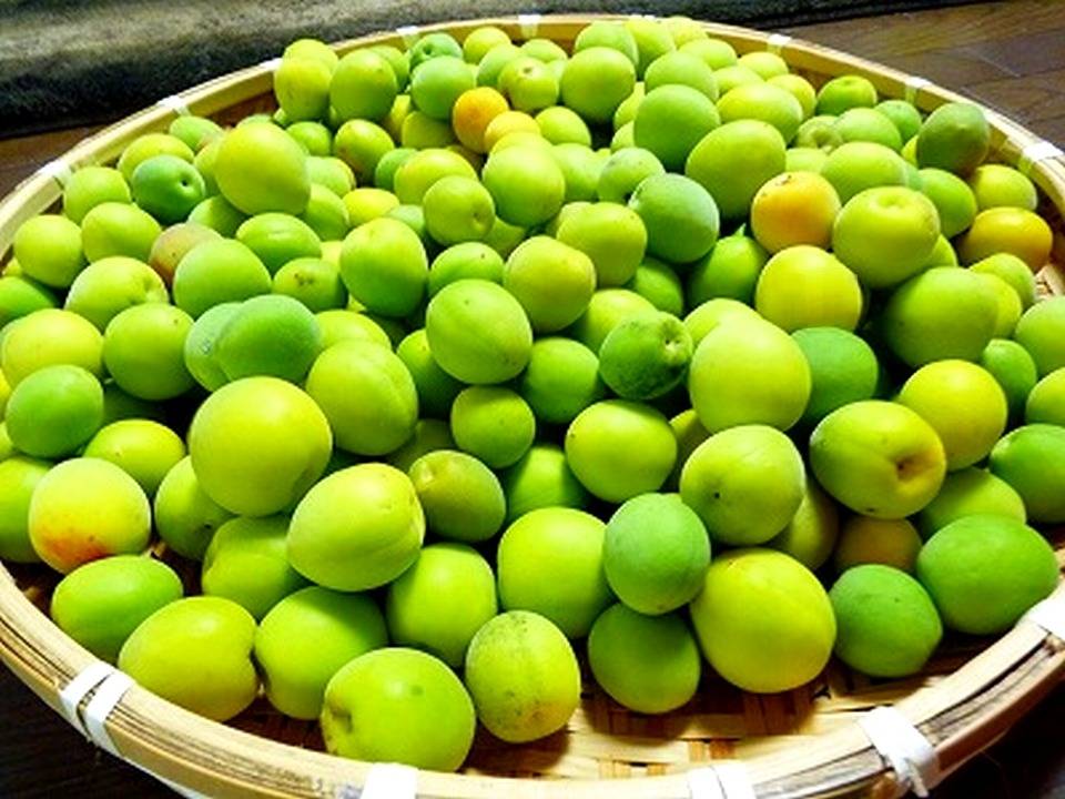 和歌山・有田の青梅、今年も予約受付が始まりました。|みかんの会 和歌山有田の梅