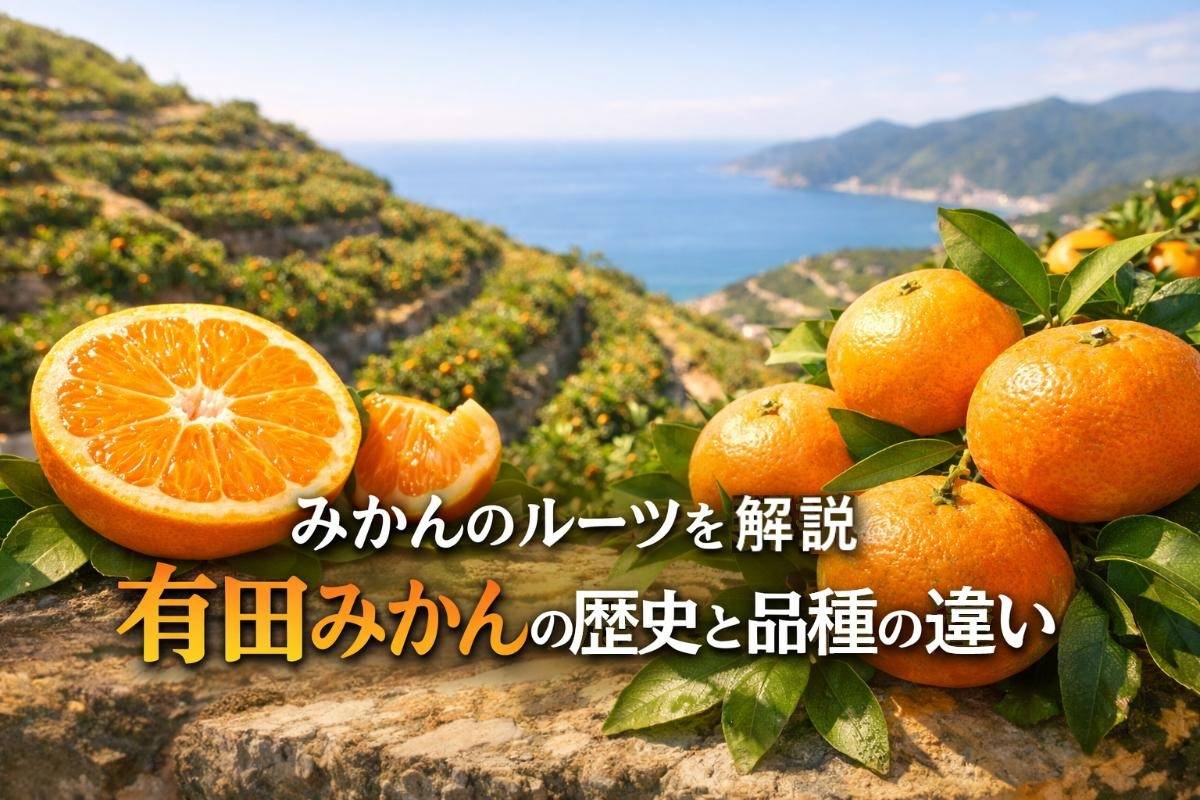 みかんのルーツ完全解説 有田みかんの歴史と品種の違いを徹底比較