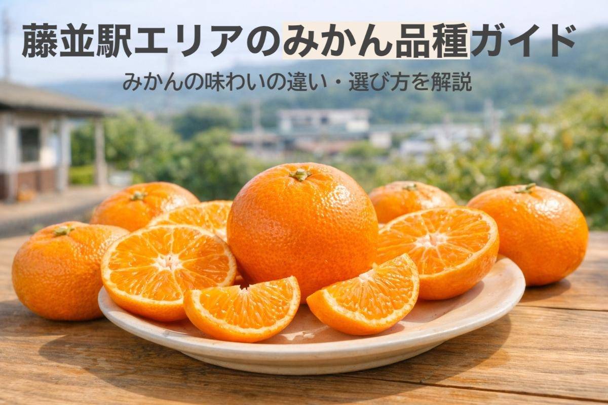 藤並駅エリアのみかん品種ガイド みかんの味わいの違い・選び方を解説