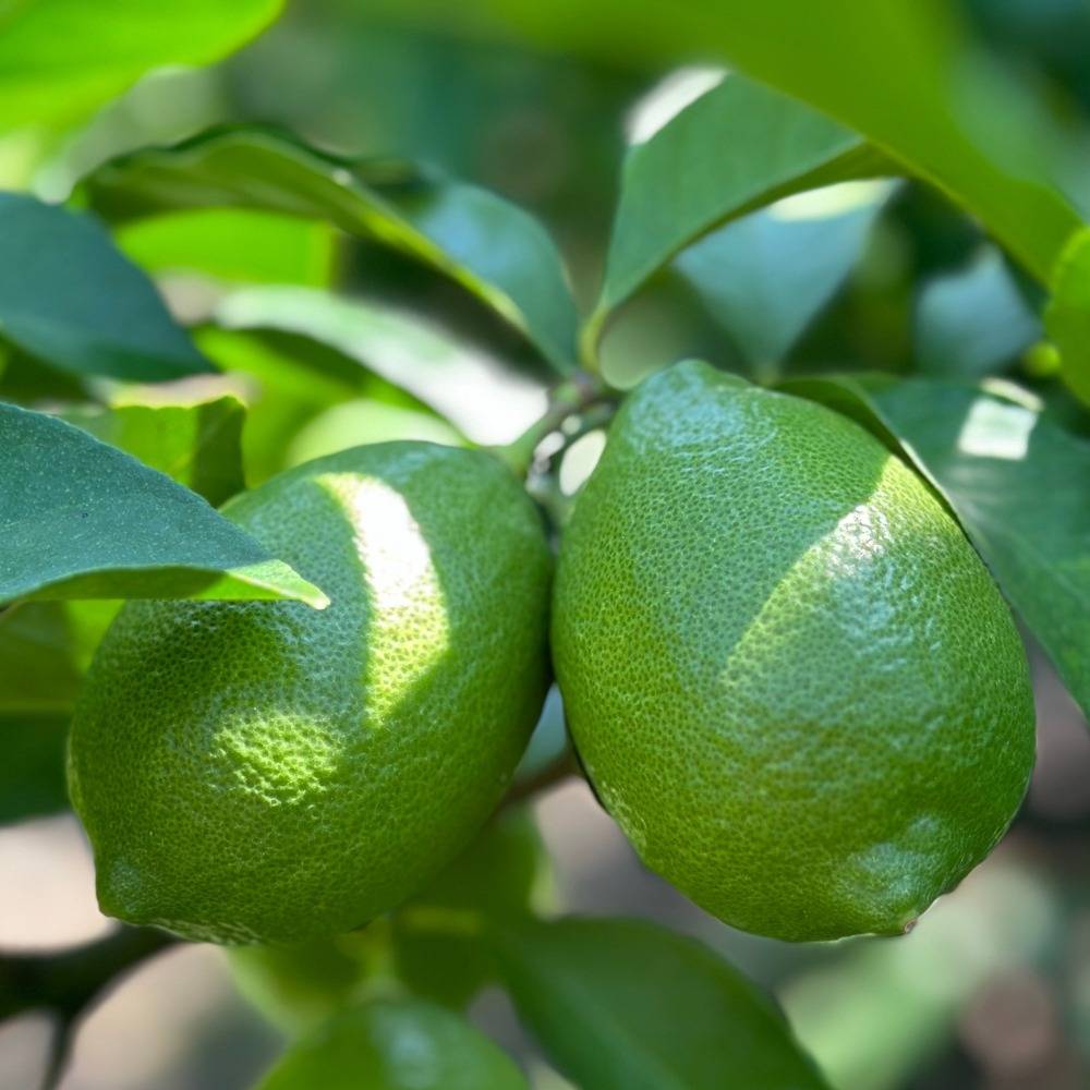 🍋💚 今年もグリーンレモンが入荷しました〜!|みかんの会 和歌山有田のレモン