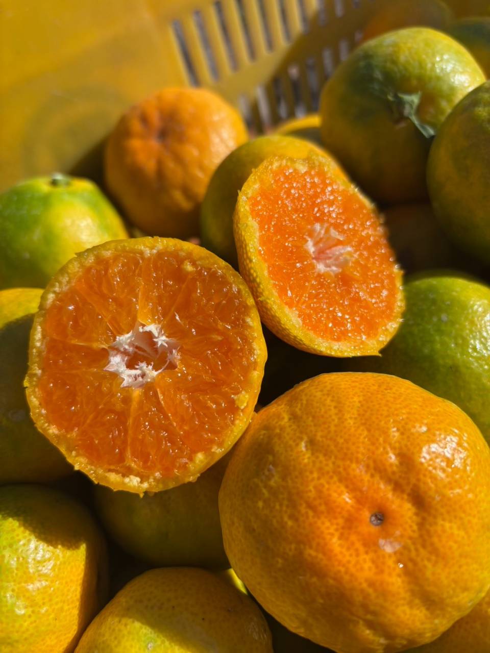 ゆら早生みかんの収穫が始まりました!🍊